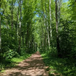 Saint-Germain Forest - Saint-Germain-en-Laye