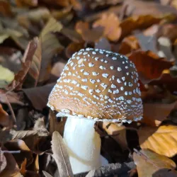 Saint-Germain Forest - Saint-Germain-en-Laye
