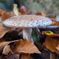 Saint-Germain Forest - Saint-Germain-en-Laye