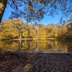Saint-Germain Forest - Saint-Germain-en-Laye