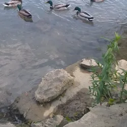 Île de la Pâture - Saint-Maur-des-Fossés