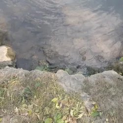 Île de la Pâture - Saint-Maur-des-Fossés