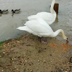 Parc de l'Île Saint-Maur - Saint-Maur-des-Fossés