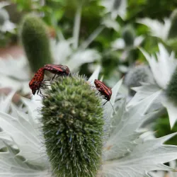 Jardin Botanique du Château de Saverne - Saverne