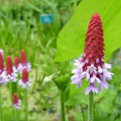 Jardin Botanique du Château de Saverne - Saverne