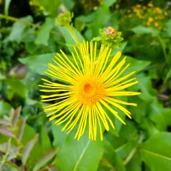 Jardin Botanique du Château de Saverne - Saverne