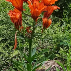Jardin Botanique du Château de Saverne - Saverne