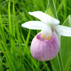 Jardin Botanique du Château de Saverne - Saverne