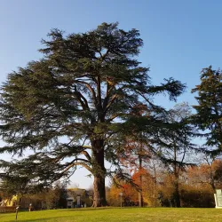 Parc du Château de Savigny - Savigny-le-Temple