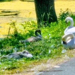 Parc du Moulin à Vent - Savigny-le-Temple