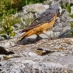 Hiking Trails around Thoiry - Thoiry