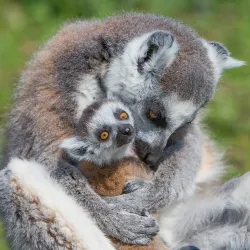 Thoiry ZooSafari - Thoiry