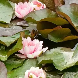 Jardin Botanique de Tours - Tours