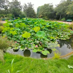 Jardin Botanique de Tours - Tours