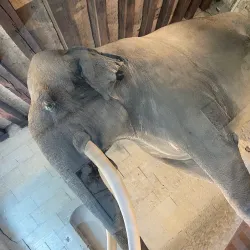 Musée des Beaux-Arts de Tours - Tours