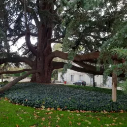 Musée des Beaux-Arts de Tours - Tours