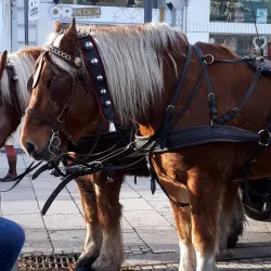 Roman Theatre of Valence - Valence