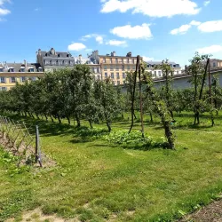 The Potager du Roi (King's Kitchen Garden) - Versailles