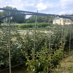 The Potager du Roi (King's Kitchen Garden) - Versailles