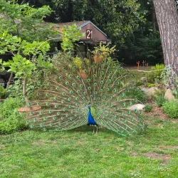 Parc Floral de Paris - Vincennes