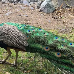 Parc Floral de Paris - Vincennes