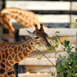 Vincennes Zoo (Parc Zoologique de Paris) - Vincennes