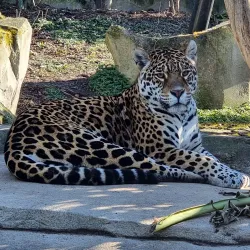 Vincennes Zoo (Parc Zoologique de Paris) - Vincennes