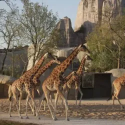 Vincennes Zoo (Parc Zoologique de Paris) - Vincennes