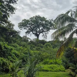 Amazon Rainforest Trails - Citron