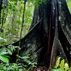 Amazon Rainforest Trails - Citron