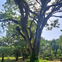 Tropical Botanical Garden - Citron