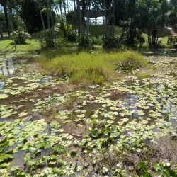 Tropical Botanical Garden - Citron