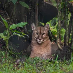 Wildlife Sanctuary - Citron