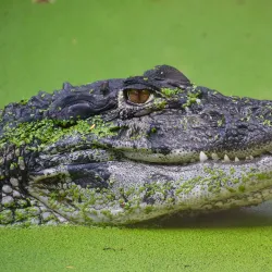 Wildlife Sanctuary - Citron