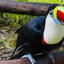 Wildlife Sanctuary - Citron