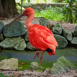 Wildlife Sanctuary - Citron