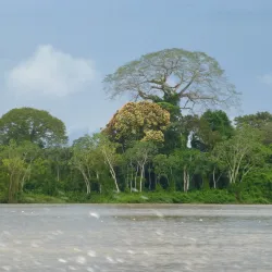 French Guiana Rainforest - Delices