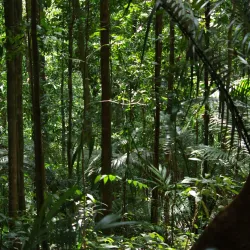 French Guiana Rainforest - Delices