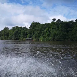 French Guiana Rainforest - Delices