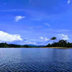 French Guiana Rainforest - Delices