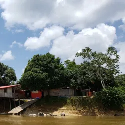 French Guiana Rainforest - Delices