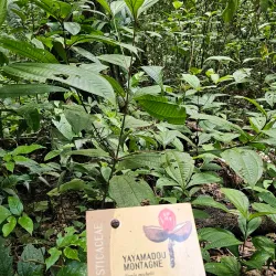 Kaw-Roura Marshland Nature Reserve - Delices