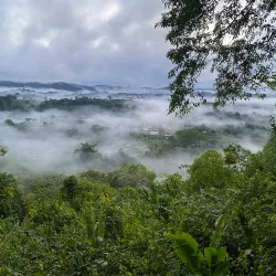 Amazon Rainforest Surrounding Paul Isnard - Paul Isnard