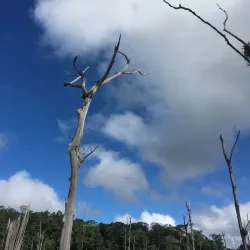 Petit Saut Dam - St-jean