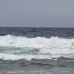 Rurutu Cultural Center - Amaru