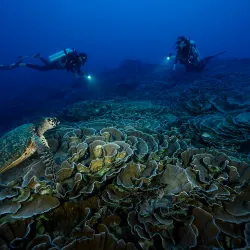 Snorkeling and Diving Spots - Amaru