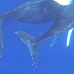 Snorkeling and Diving Spots - Amaru