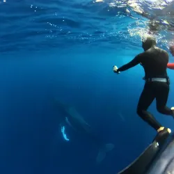 Snorkeling and Diving Spots - Amaru