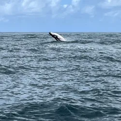 Snorkeling and Diving Spots - Amaru