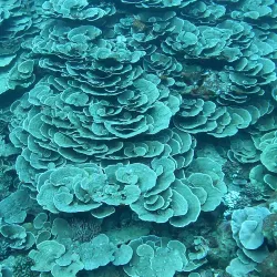 Snorkeling and Diving Spots - Amaru